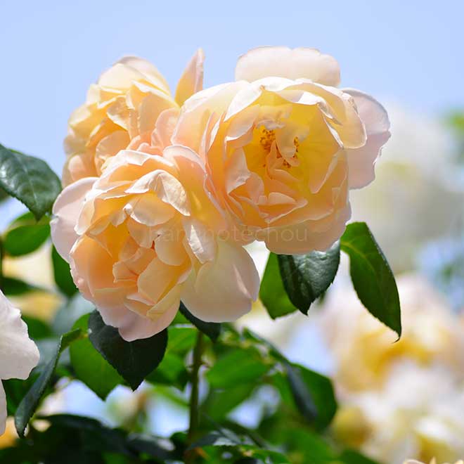 バラ コンテ ドゥ シャンパーニュ|花の手帖の薔薇図鑑