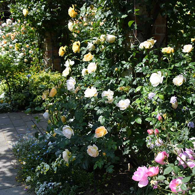 バラ コンテ ドゥ シャンパーニュ|花の手帖の薔薇図鑑
