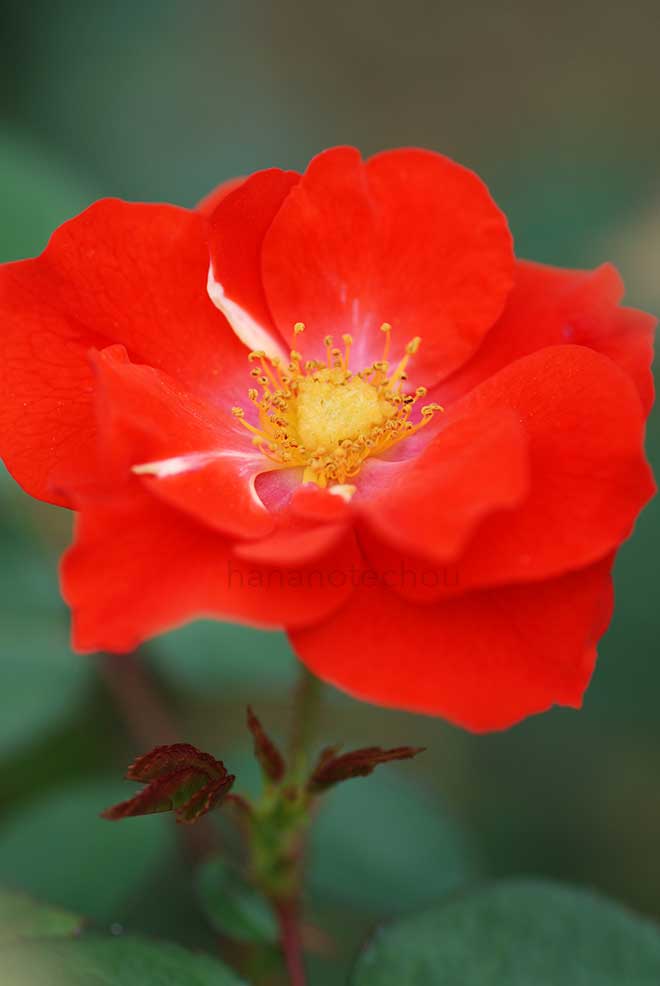 バラ コンチェルティーノ|花の手帖の薔薇図鑑