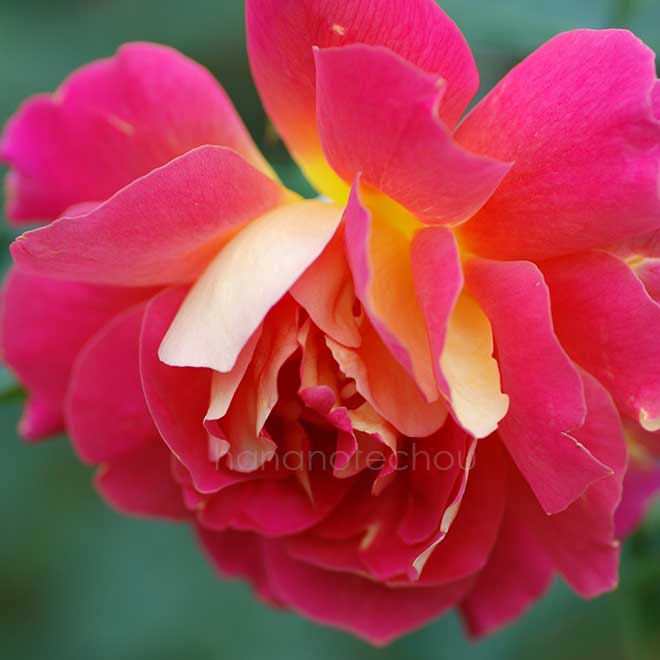 バラ コンデサ デ サスタゴ|花の手帖の薔薇図鑑