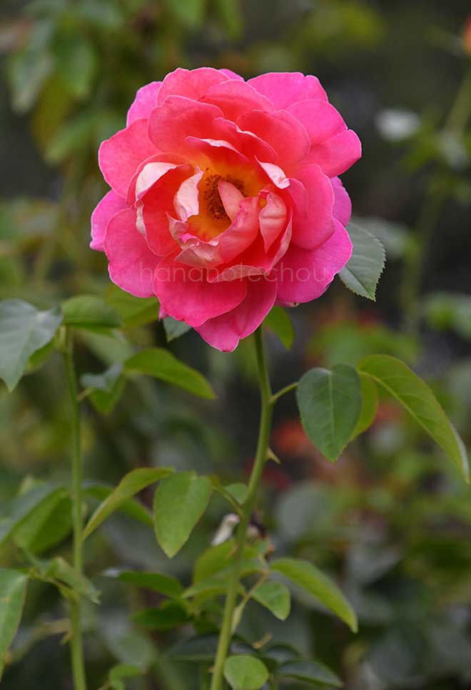 バラ コンデサ デ サスタゴ|花の手帖の薔薇図鑑