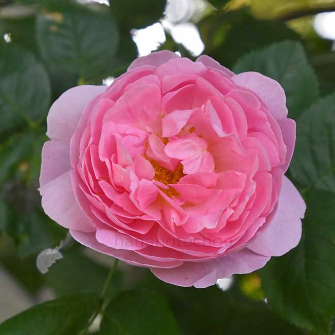 英国コンスタンスプライオーナメント コンスタンス・スプライ鉢苗 - Constance Spry Potted(Ausfirst