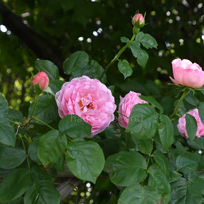 英国コンスタンスプライオーナメント バラ コンスタンススプライ｜ROSE Constance Spry｜花の手帖のwebバラ図鑑