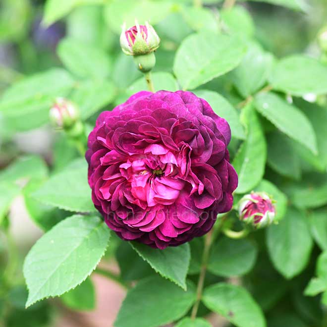 バラ コーラ|花の手帖の薔薇図鑑