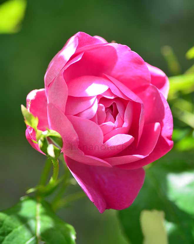 バラ コーヴェデイル｜花の手帖の薔薇図鑑