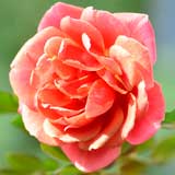 バラ クレパスキュール｜花の手帖の薔薇図鑑