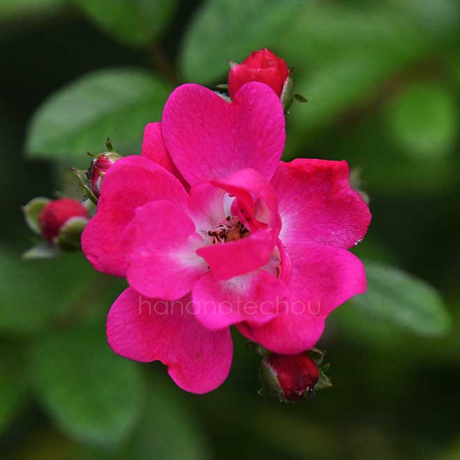 バラ クリムゾン オルレアン｜花の手帖の薔薇図鑑