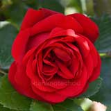 バラ クリムゾンスカイ｜花の手帖の薔薇図鑑