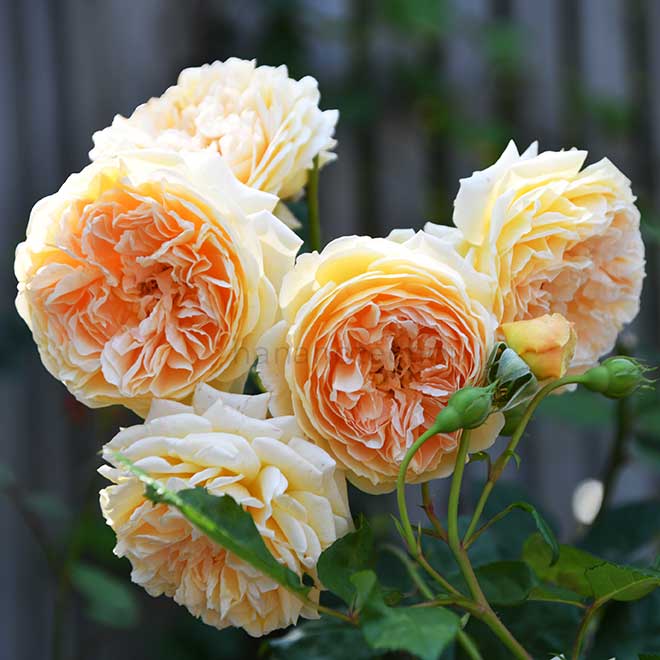 バラ クラウン プリンセス マルガリータ｜花の手帖の薔薇図鑑