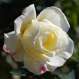 バラ ガーデンパーティ|花の手帖の薔薇図鑑