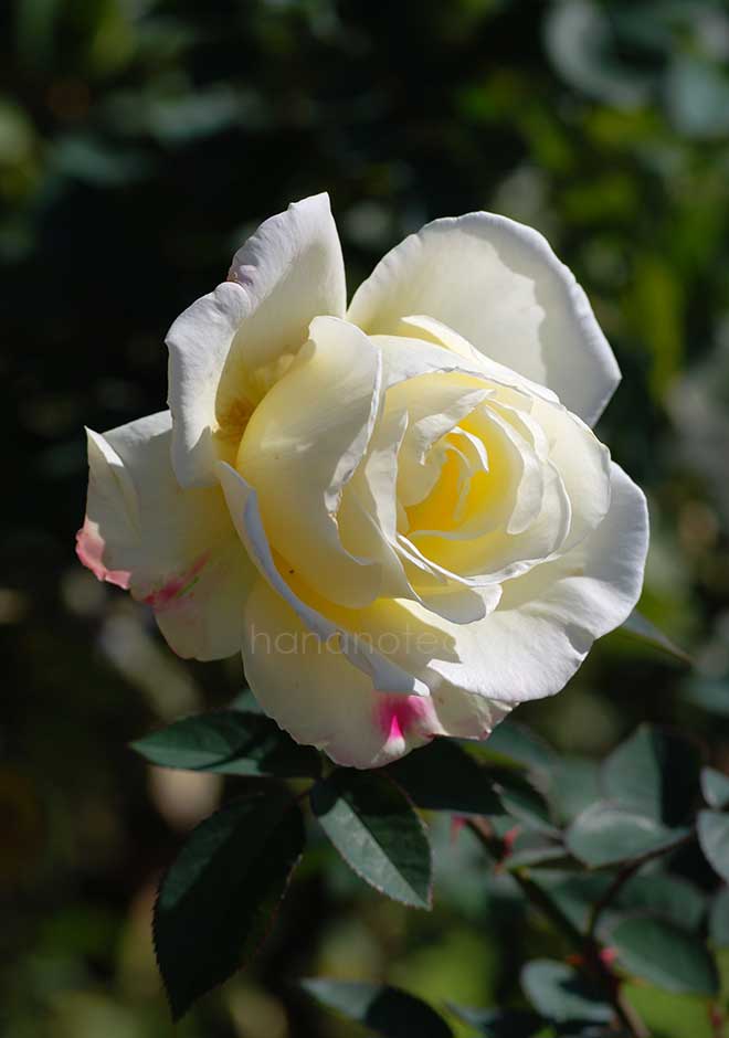 バラ ガーデンパーティ|花の手帖の薔薇図鑑