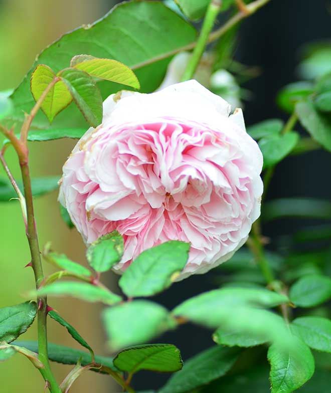 バラ ガルテントラウム|花の手帖の薔薇図鑑