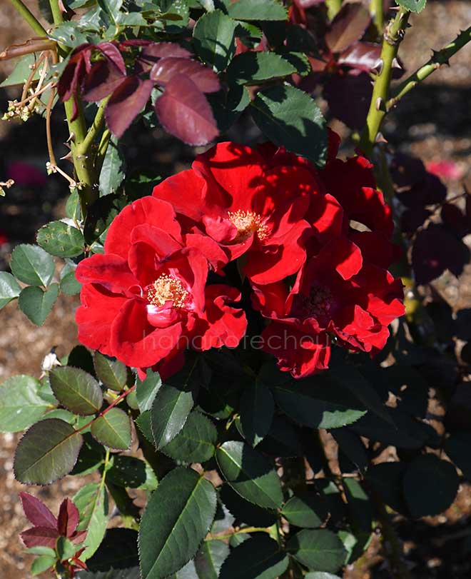 バラ ガルテンツァーバー'84｜ROSE Gartenzauber'84｜花の手帖のweb