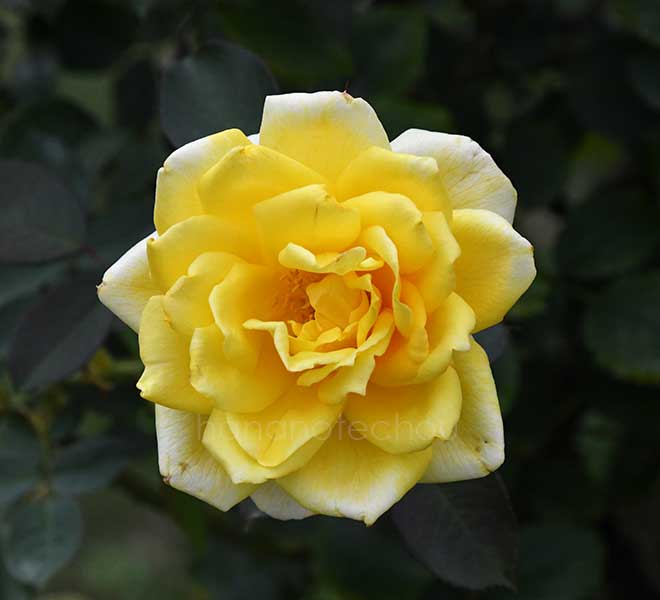 バラ 月光|花の手帖の薔薇図鑑