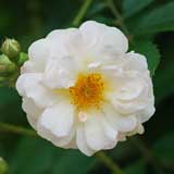 バラ ギスレーヌ ドゥ フィリゴンド｜花の手帖の薔薇図鑑