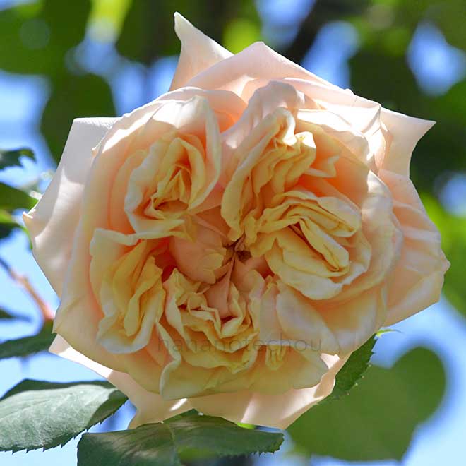 バラ グロワール ドゥ ディジョン|花の手帖の薔薇図鑑