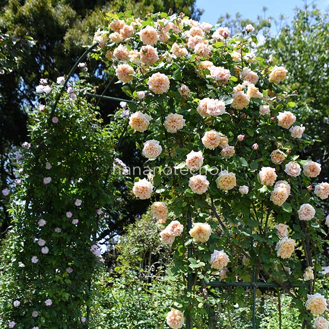 バラ グロワール ドゥ ディジョン|花の手帖の薔薇図鑑