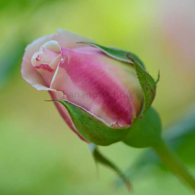 バラ グロワール ドゥ ディジョン|花の手帖の薔薇図鑑