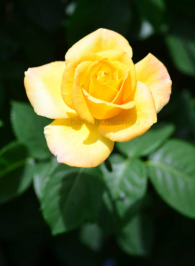 バラ ゴールド メダル|花の手帖の薔薇図鑑