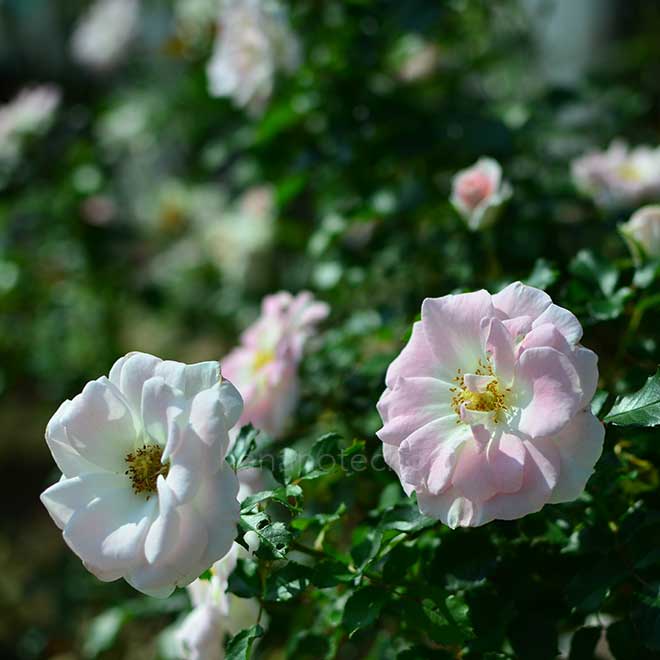 バラ グリーノールズ グローリー|花の手帖の薔薇図鑑