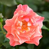 バラ グリマルディ｜花の手帖の薔薇図鑑