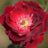 バラ グルスアンテプリッツ｜花の手帖の薔薇図鑑