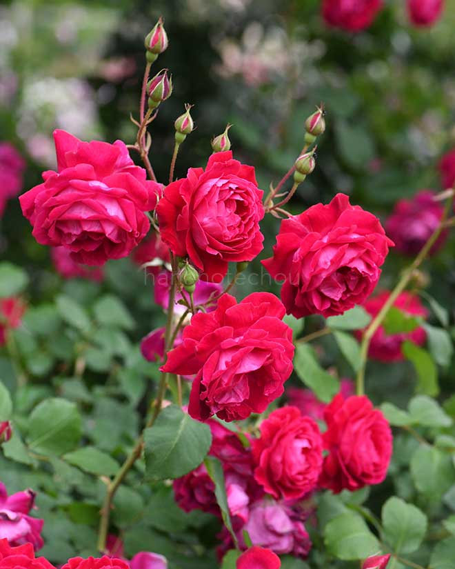 バラ グルス アン テプリッツ|花の手帖の薔薇図鑑