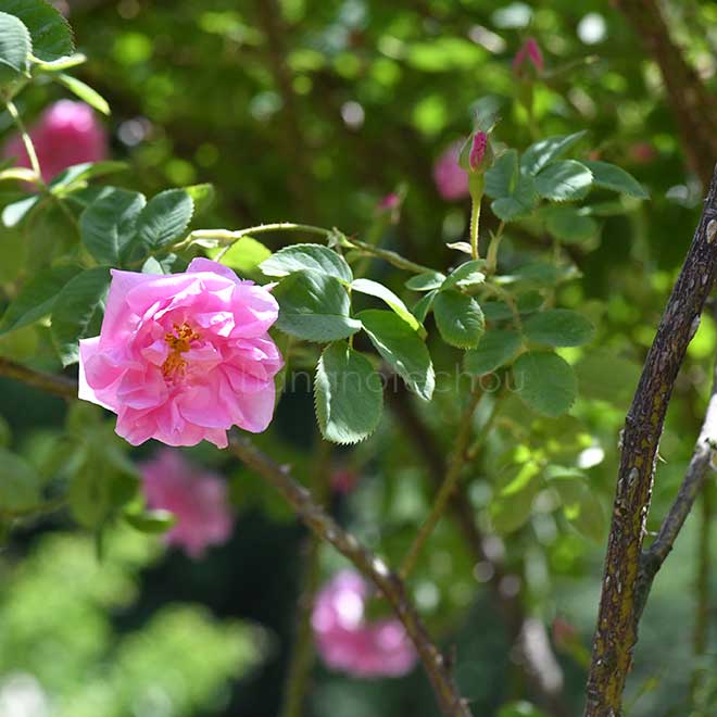バラ カザンリク｜花の手帖の薔薇図鑑