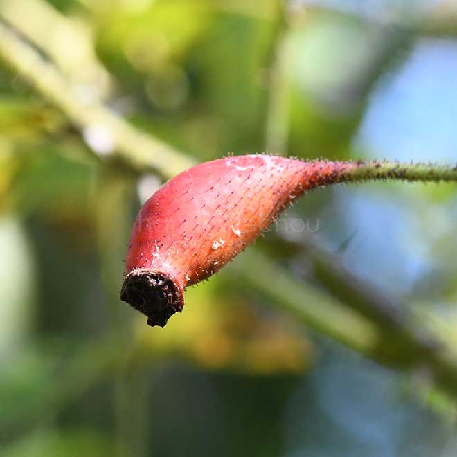 バラ カザンリク｜花の手帖の薔薇図鑑