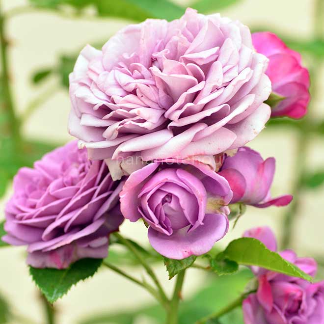 カインダブルー様 3セットおまとめ 【公式通販】