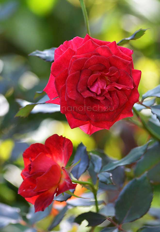 バラ 煌｜花の手帖の薔薇図鑑