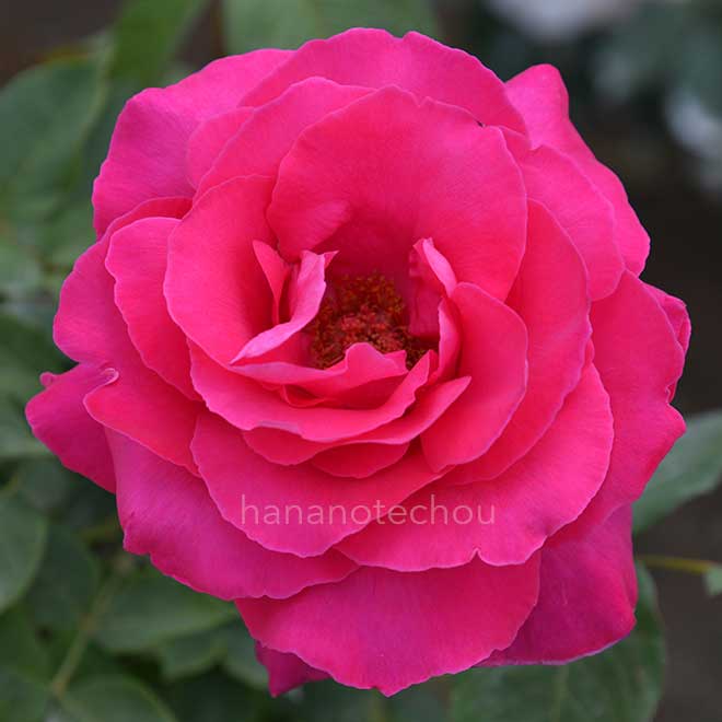 バラ 恋心|花の手帖の薔薇図鑑