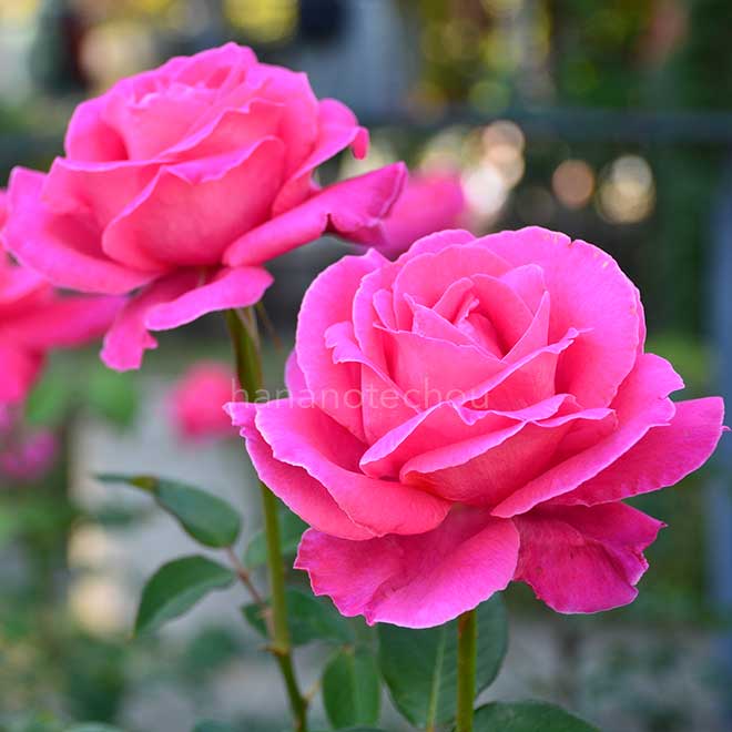 バラ 恋心|花の手帖の薔薇図鑑