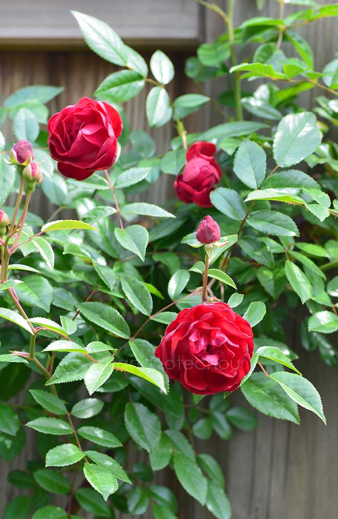 バラ 紅玉｜花の手帖の薔薇図鑑