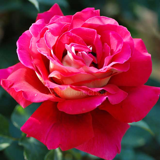 バラ クローネンブルグ｜花の手帖の薔薇図鑑