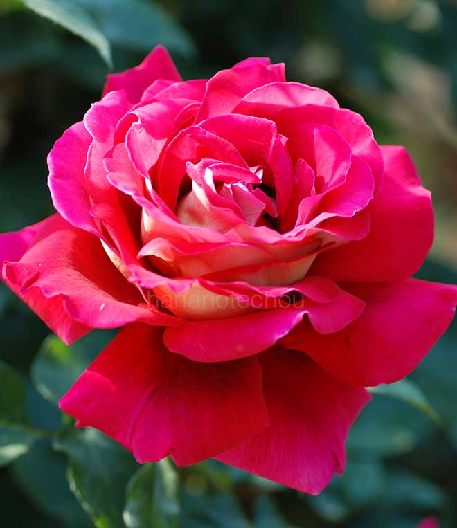 バラ クローネンブルグ｜花の手帖の薔薇図鑑