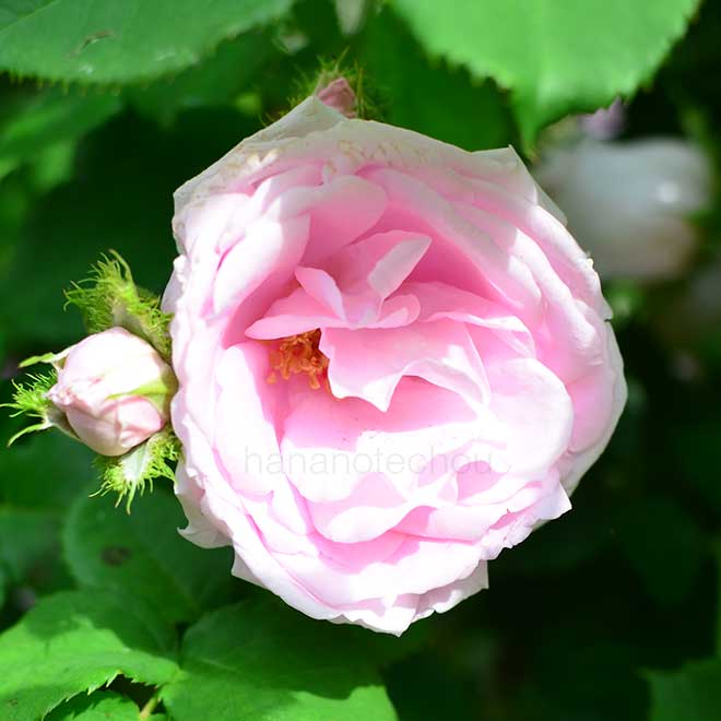 バラ クイーン クレスト|花の手帖の薔薇図鑑