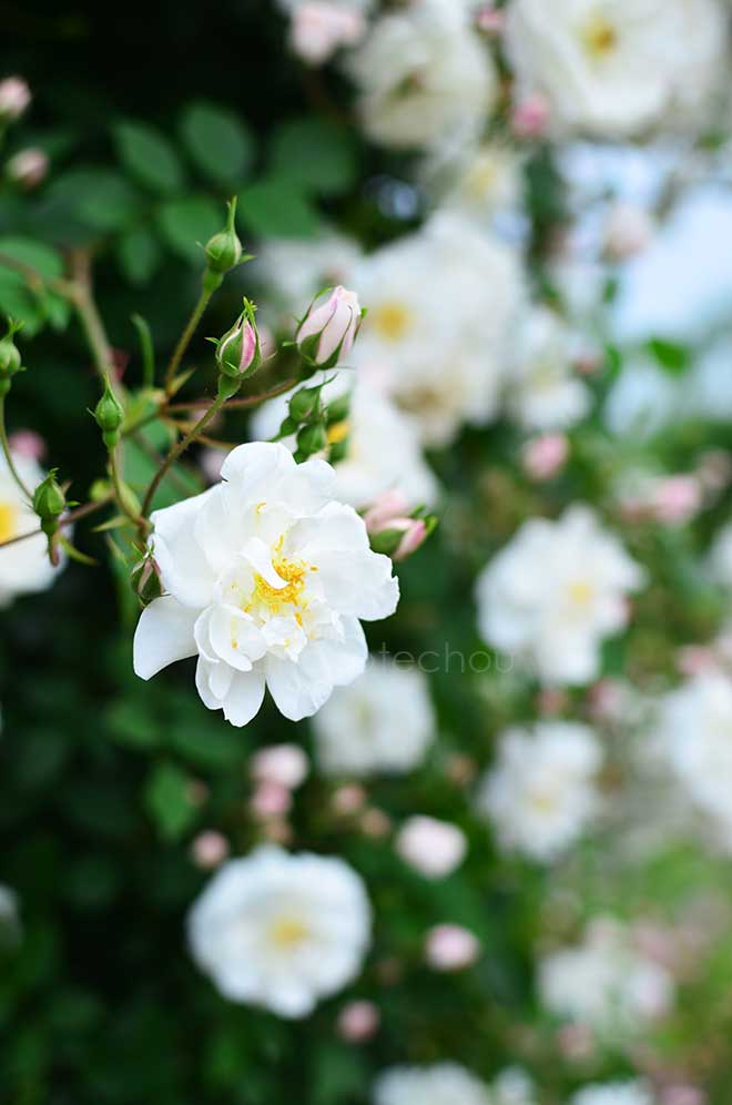 バラ ｜花の手帖の薔薇図鑑