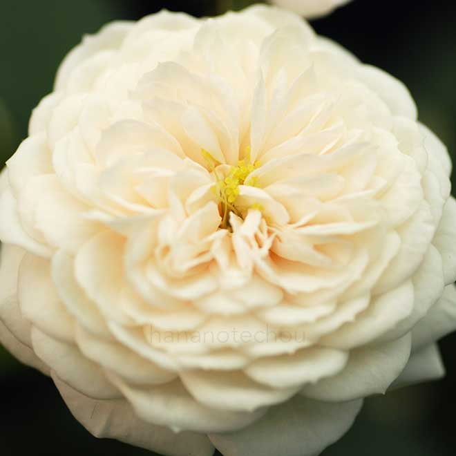 バラ マクミラン ナース｜花の手帖の薔薇図鑑