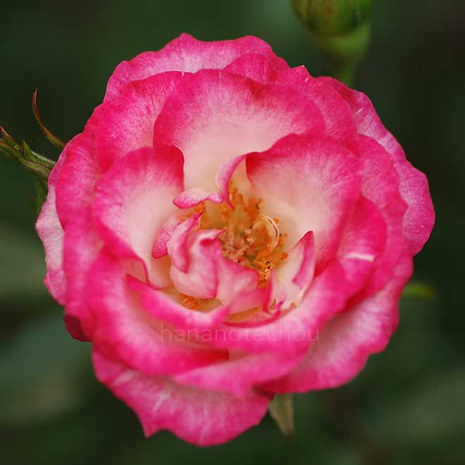 バラ マジック キャローセル|花の手帖の薔薇図鑑