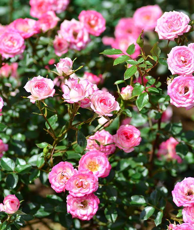 バラ マジック キャローセル|花の手帖の薔薇図鑑