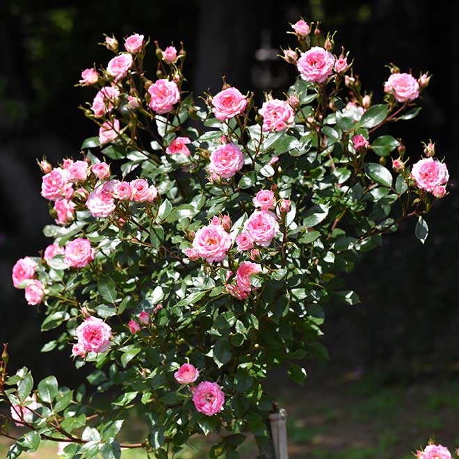 バラ マジック キャローセル|花の手帖の薔薇図鑑