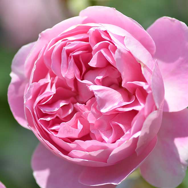 バラ メイド マリオン｜花の手帖の薔薇図鑑