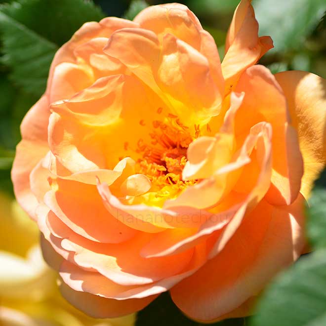 バラ メイゴールド｜花の手帖の薔薇図鑑