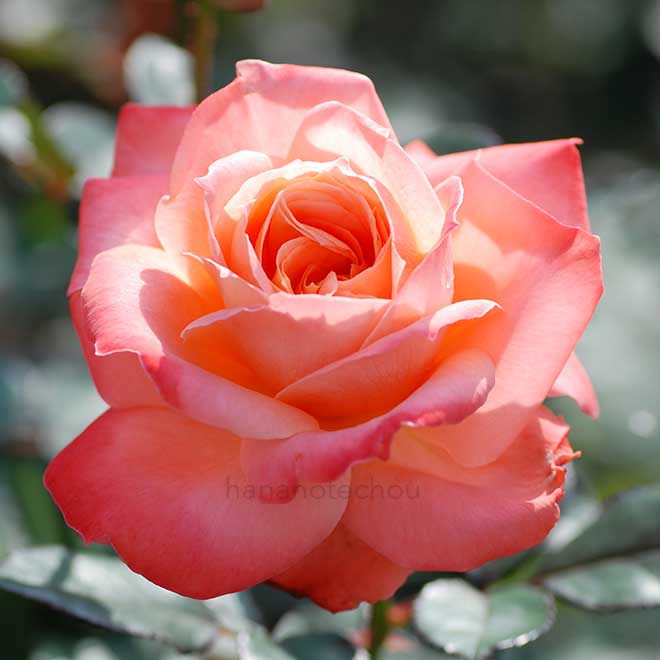 バラ マジョレット|花の手帖の薔薇図鑑