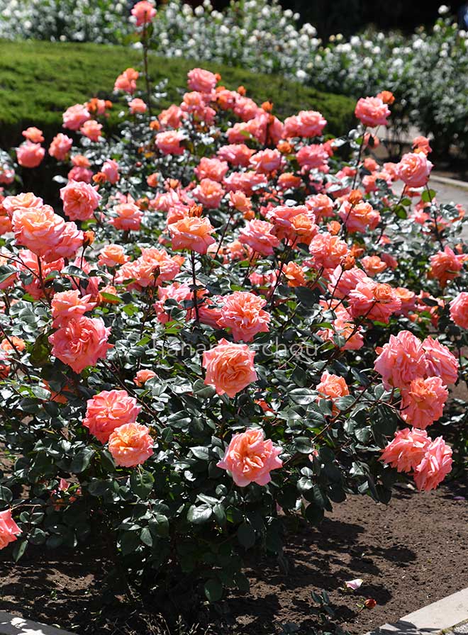 バラ マジョレット|花の手帖の薔薇図鑑