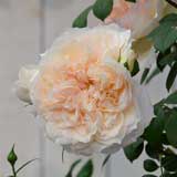 バラ マルク アントン シャルポンティエ|花の手帖の薔薇図鑑