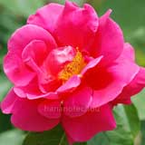 バラ マーガレット マグレディ｜花の手帖の薔薇図鑑