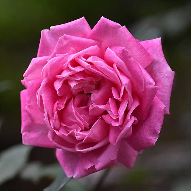 バラ マリー デュシェ|花の手帖の薔薇図鑑