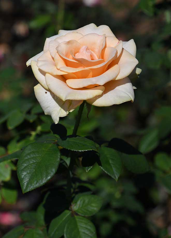 バラ マリリン モンロー｜花の手帖の薔薇図鑑